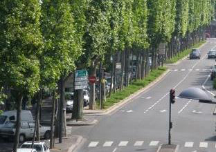 Journée technique gratuite à Lyon le 14 octobre : « L'arbre a-t-il une valeur technique ? »